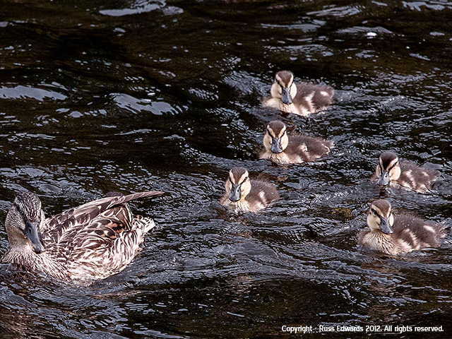 Mallard Duck